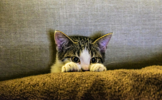 🐾 Albro Designs Has Found Its Purrpose: A New Chapter Begins